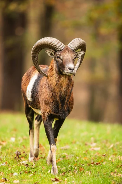 Avrupa Muflonu Ovis Aries Musimon Çok Görkemli Görünüyor — Stok fotoğraf
