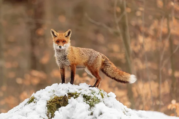 Erkek kızıl tilki (Vulpes vulpes) turuncu arka planlı bir kar yığınının üzerinde duruyor