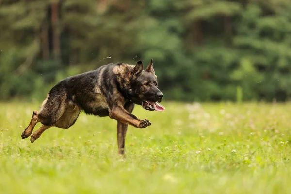 German Shepherd Dog Corriendo Rápido Por Prado Con Lengua Colgando — Foto de Stock