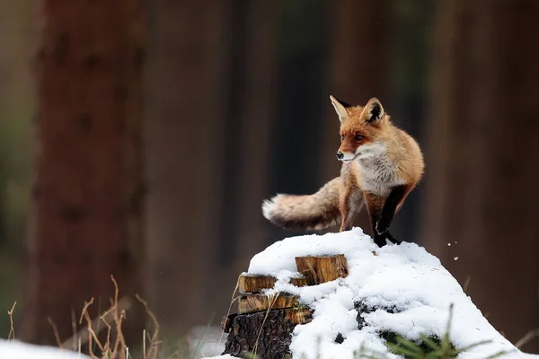雄赤狐 俗称秃鹰 站在雪堆上 — 图库照片