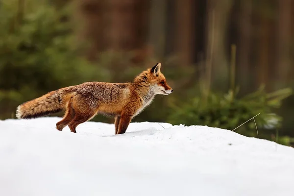森の端の雪の中に立つ雄の赤狐 — ストック写真