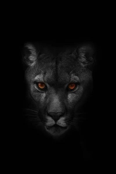 色鮮やかな目で黒と白の山ライオンの肖像画 — ストック写真