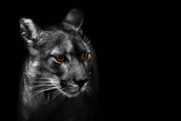 (Puma concolor) Siyah beyaz dağ aslanı portresi