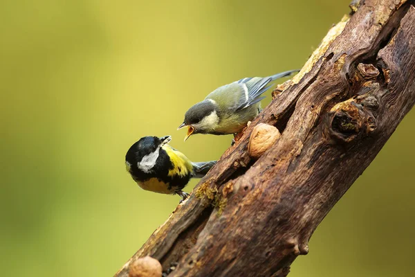 Great Tit Parus Major Female Feeding Young Bird Tree — Fotografie, imagine de stoc