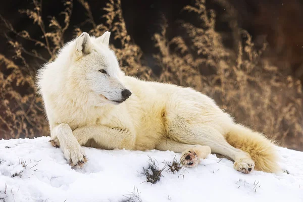 Arctische Wolf Canis Lupus Arctos Rust Met Gratie — Stockfoto