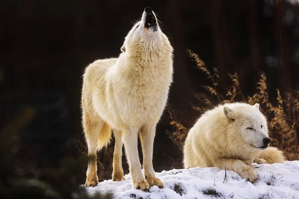Arktischer Wolf Canis Lupus Arctos Begann Den Himmel Heulen — Stockfoto