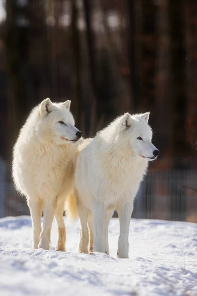 Lobo Ártico Canis Lupus Arctos Dos Hermanos Juntos —  Fotos de Stock