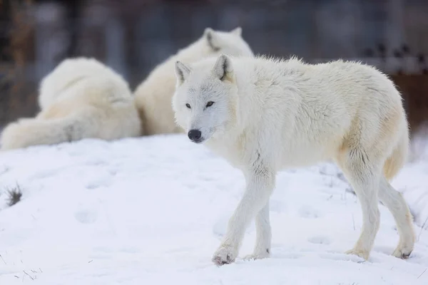 Lobo Ártico Canis Lupus Arctos — Fotografia de Stock