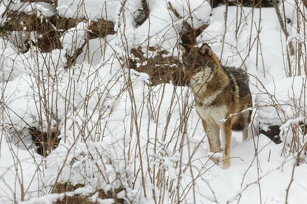 Eurasian Wolf Canis Lupus Lupus Male Focused Bushes — Stock Photo, Image