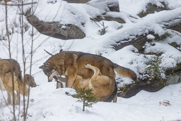 Male Eurasian Wolf Canis Lupus Lupus Alpha Male Forcing Position — Stock Photo, Image