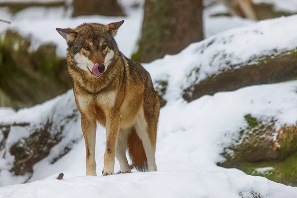 Eurazjatycki Wilk Canis Lupus Liże Pysk — Zdjęcie stockowe