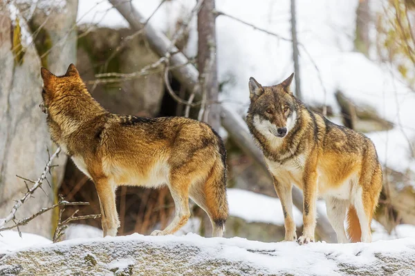 Eurazjatycki Wilk Canis Lupus Toczeń Samce Spacerujące Zaśnieżonej Wsi — Zdjęcie stockowe