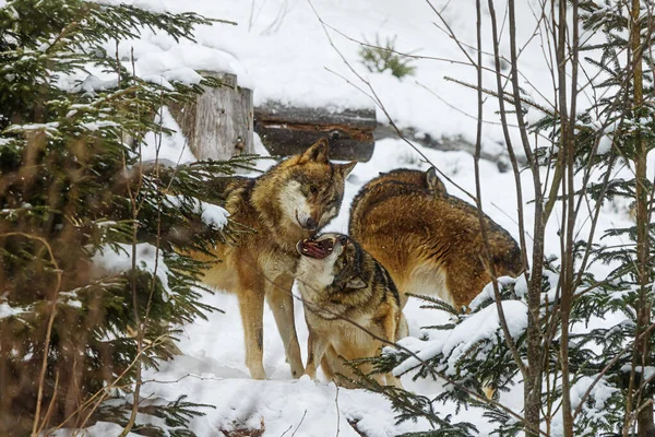 Samiec Eurazjatycki Wilk Canis Lupus Samica Poddaje Się Samcowi Alfa — Zdjęcie stockowe