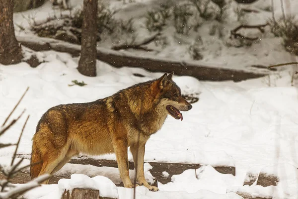 Eurazjatycki Wilk Canis Lupus Toczeń Czeka Stado — Zdjęcie stockowe