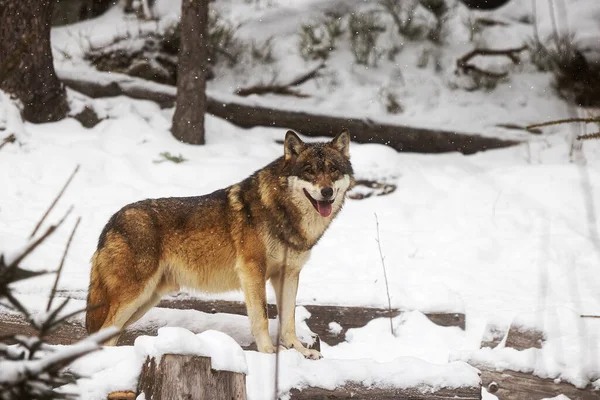 Lobo Euroasiático Canis Lupus Lupus Salió Del Bosque —  Fotos de Stock