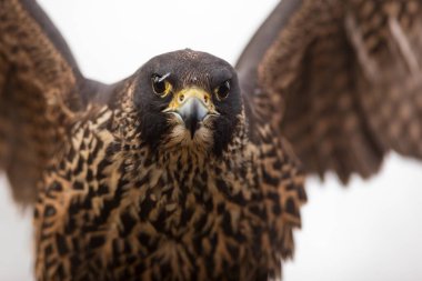 Peregrine Falcon (Falco peregrinus) çok yakın, ve onun kanatlarını açık var
