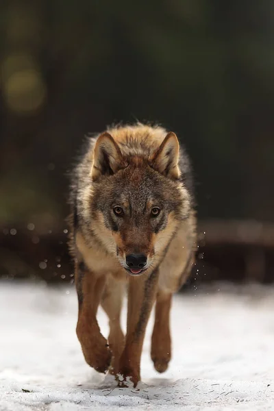 Lobo Euroasiático Canis Lupus Lupus Parece Muy Peligroso —  Fotos de Stock