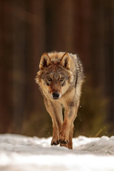 Lobo Euroasiático Canis Lupus Lupus Corriendo Hacia Nosotros —  Fotos de Stock