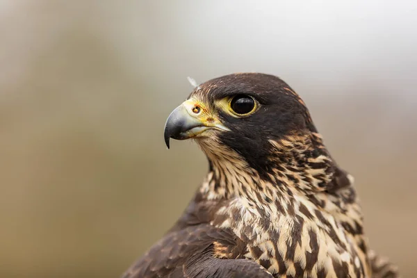 Falcão Peregrino Falco Peregrinus Retrato Lateral Apenas Cabeça — Fotografia de Stock