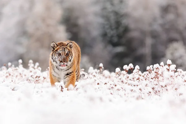 Tigre Siberiano Panthera Tigris Tigris Vindo Através Cenário Nevado — Fotografia de Stock