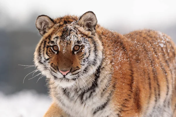 Сибірський Тигр Panthera Tigris Tigris Покритий Снігом — стокове фото