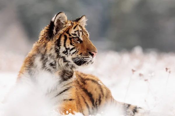 Tigre Siberiano Panthera Tigris Tigris Descansando Neve Paisagem Inverno — Fotografia de Stock
