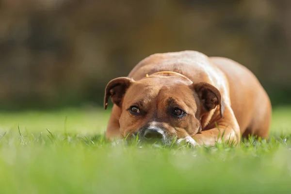 American Staffordshire Terrier Även Känd Som Amstaff Eller American Staffy — Stockfoto