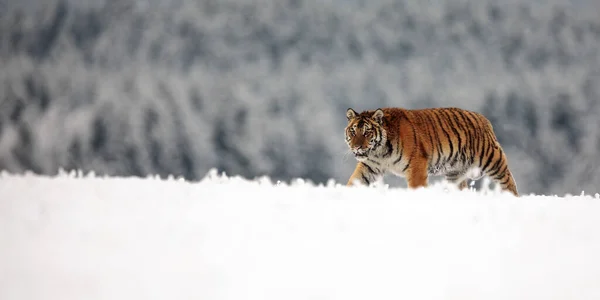 Сибирский Тигр Panthera Tigris Прогулка Снежному Зимнему Пейзажу Ультра Широкий — стоковое фото