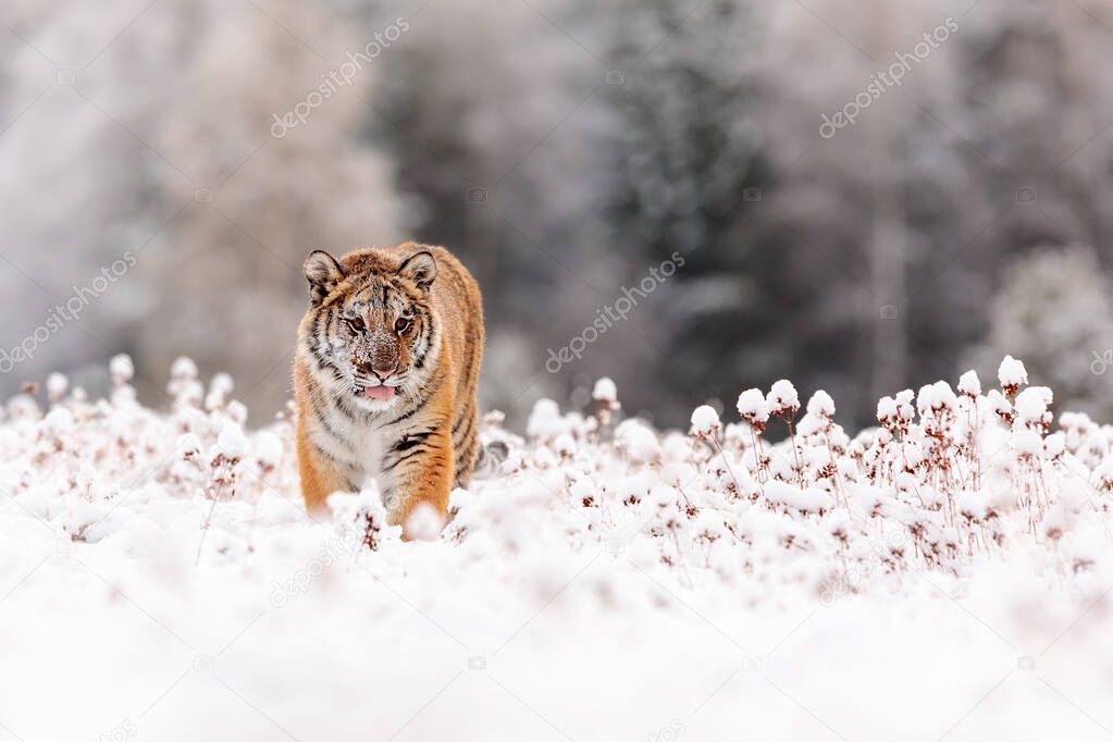 Siberian tiger Panthera tigris tigris coming through the snowy scenery