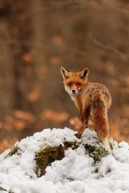 Kızıl Tilki (Vulpes vulpes) Sırtına bakar