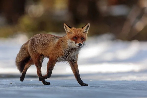 Raposa Vermelha Vulpes Vulpes Caminhando Cautelosamente Gelo — Fotografia de Stock