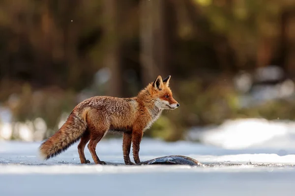 魚のそばに立つ赤い狐 — ストック写真