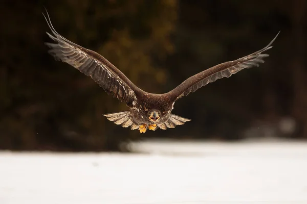 독수리 Haliaeetus Albicilla 하늘을 날면서 날개를 — 스톡 사진
