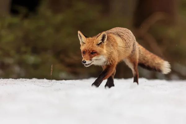 空気中に漂う赤い狐 ヴァルプル の香り — ストック写真