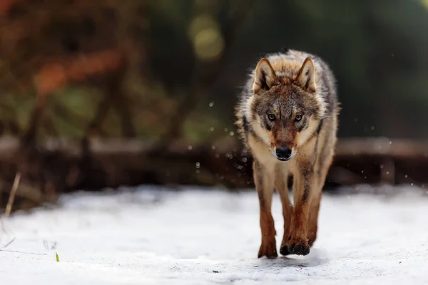 Euroasijský Vlk Canis Lupus Lupus Kráčí Lesem Vypadá Velmi Nebezpečně — Stock fotografie