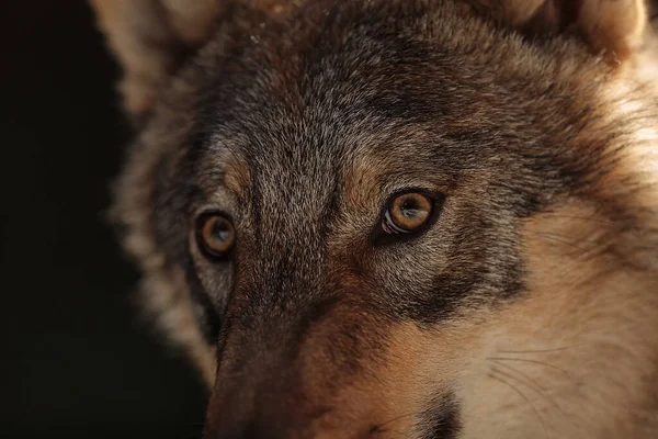 Lobo Euroasiático Canis Lupus Lupus Ojos Lobo Aterrador — Foto de Stock