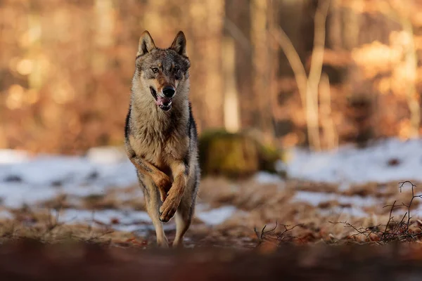 Eurázsiai Farkas Canis Lupus Lupus Úgy Néz Mint Egy Boldog — Stock Fotó