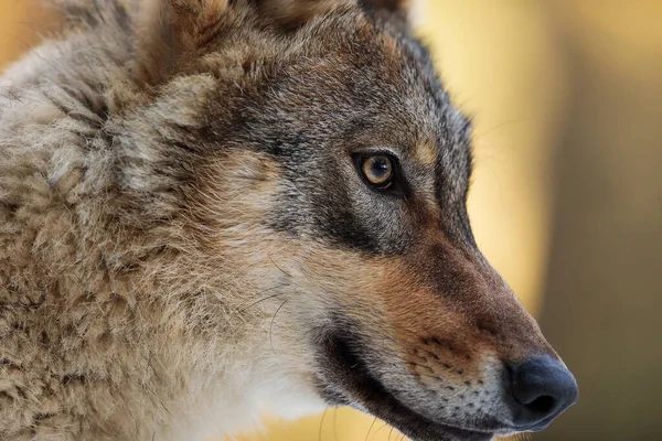 Lobo Eurasiano Canis Lupus Lupus Detalhe Cabeça Lobo — Fotografia de Stock