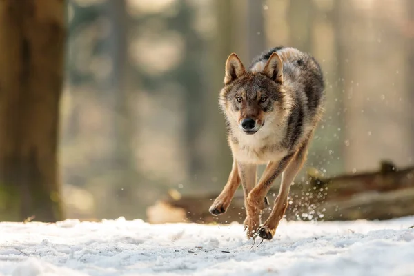 Eurázsiai Farkas Canis Lupus Lupus Fut Gyorsan Erdőben — Stock Fotó