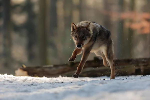 Eurazjatycki Wilk Canis Lupus Lupus Biegnie Szybko Przez Las Śniegiem — Zdjęcie stockowe