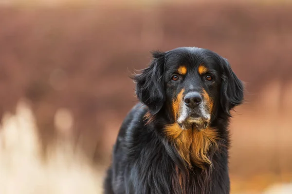 美しいボケと犬のホバーワートゴールドと黒のテレフォトの肖像画 — ストック写真