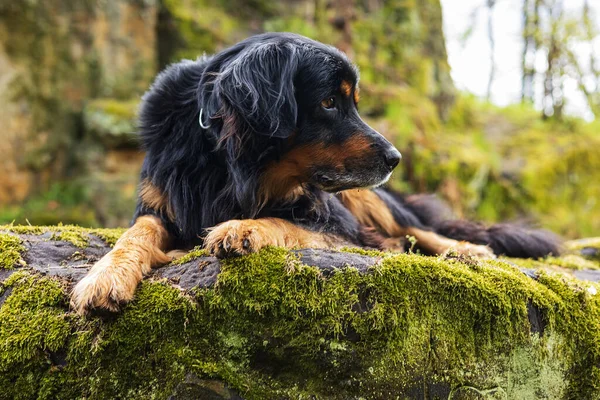 犬はリヒェンで覆われた岩の上に金と黒のポーズをとり — ストック写真