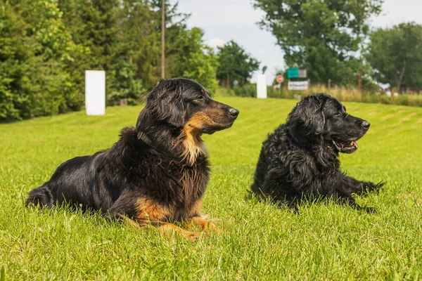 Negro Oro Hovie Perro Viejo Hovawart Macho Hembra Acostado Hierba —  Fotos de Stock