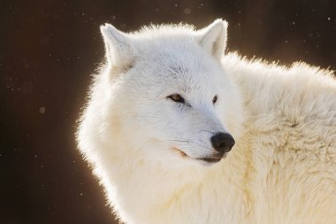 Kutup Kurdu (Canis lupus arctos) portresi güneş tarafından arkadan aydınlatılarak düşen karla aydınlatıldı