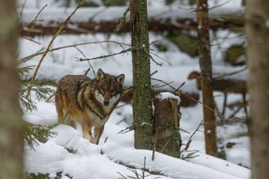 Erkek Avrasya kurdu (Canis lupus) kurt sürüsünden biri karlı ormandan gizlice bakar.