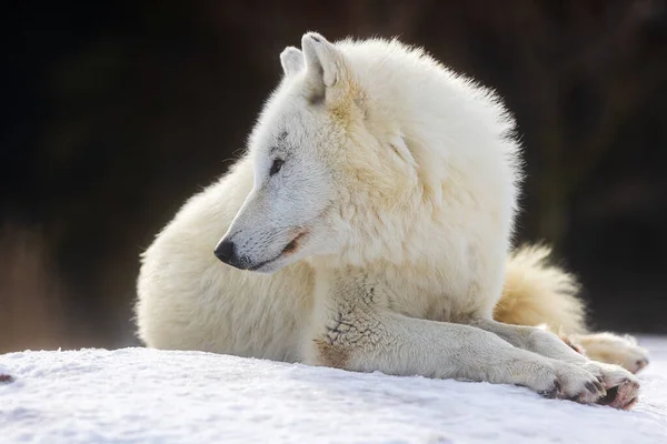 Арктичний Вовк Canis Lupus Arctos Лежить Снігу Озирається Позаду — стокове фото