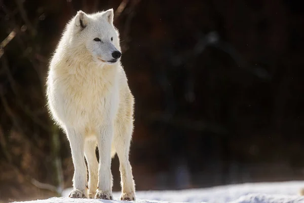 Lobo Ártico Canis Lupus Arctos Hermoso Retrato Cerca — Foto de Stock