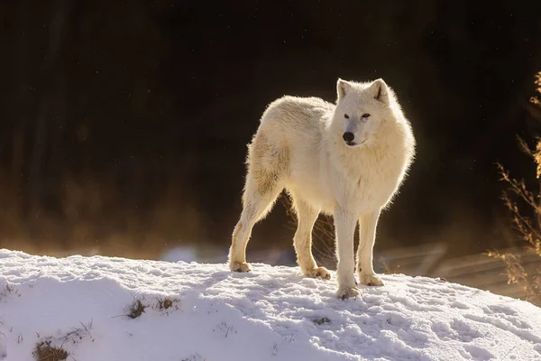 北极狼 站在雪地里 阳光照在你的背上 雪花飘落 — 图库照片