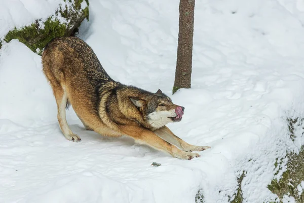 Αρσενικός Ευρασιατικός Λύκος Canis Lupus Lupus Νεαρός Τεντώνει Και Γλείφει — Φωτογραφία Αρχείου