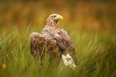 Beyaz kuyruklu kartal (Haliaeetus albicilla) gölün kenarındaki uzun otların arasında oturuyor.